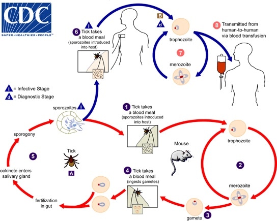 The Babesia microti life cycle involves - image and information courtesy of DPDx / CDC